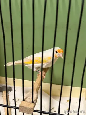 kanarienvögel Mischling 