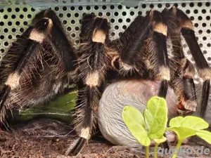 1.0 Acanthosurria geniculata