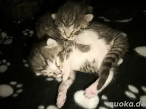 2 Kater suchen bald ein Zuhause 