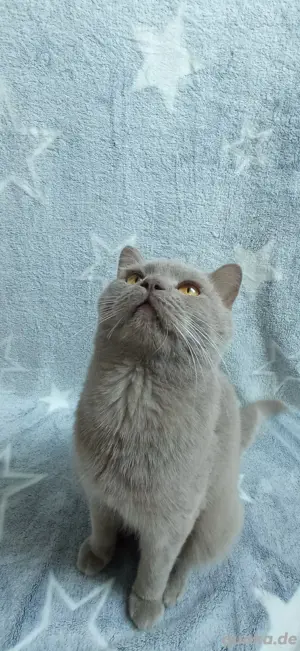 BKH Lilac Balou