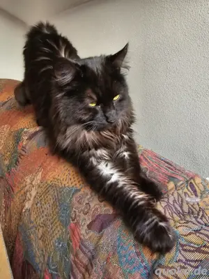 Main coon mix Sucht ein liebes volle zu