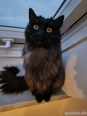 Main coon mix Sucht dringend ein liebes volle zu Hause 