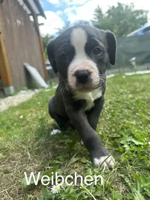 Prachtvolle Old English Bulldog Mischlinge