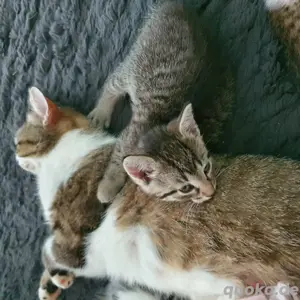 Vier Katzenbabys suchen einen liebevollen Zuhause 