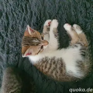 Ein Kater sucht einen liebevollen Zuhause 