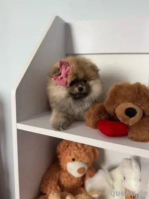 Pomeranian Zwergspitz  Mädchen