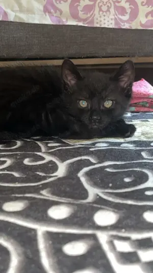 Süßes Katzenbaby sucht liebevolles Zuhause 
