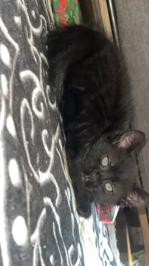 Süßes Katzenbaby sucht liebevolles Zuhause  Bild 2