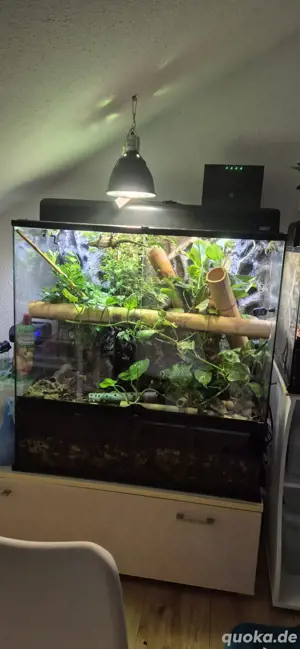 terrarium 