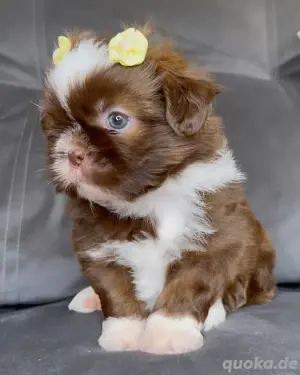 Shih Tzu Welpen zur Vermittlung