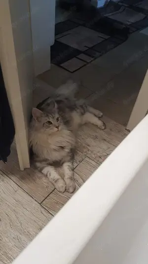Maincoon Kater schweren Herzens