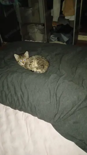 Süßer Katzenbaby
