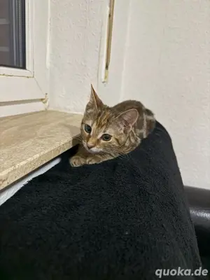 Meine Bengal-Katze