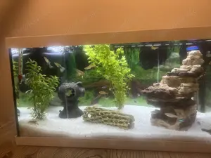Aquarium komplett mit Besatz 