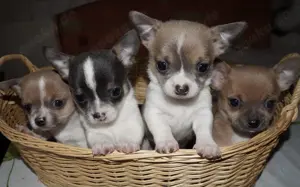 Süße Chihuahua Welpen suchen ein Zuhause