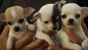 Chihuahua Welpen mit Papieren 