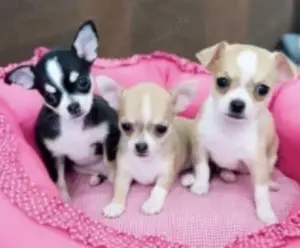 Chihuahua Welpen 