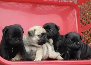 Mops Welpen für ein Haustier liebevolles zuhause