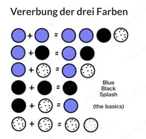 Bruteier reinrasssige Silverudds Blä (SKF) Bild 3