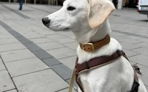 Süßer Nanook wartet auf dich