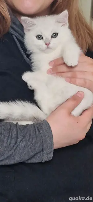 BKh kitten