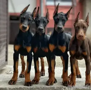Dobermann Welpen zu verkaufen