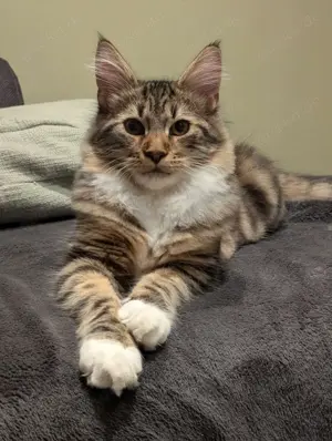 Main Coon katzer 