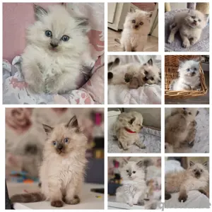 Wurf katze ragdoll August 2025
