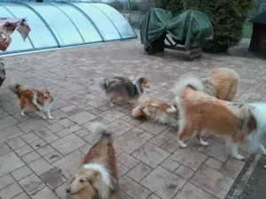 Shelties und Collies wegen Bestandsverkleinerung zu verkaufen