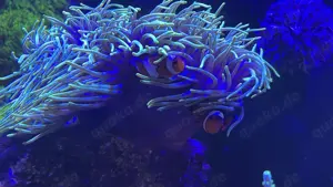 Große Prachtanemone mit 3 Clownfischen