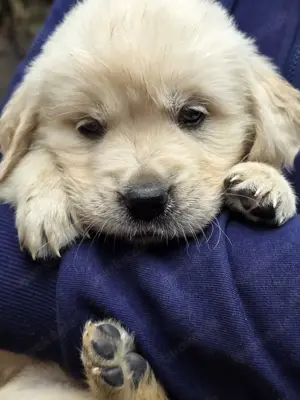 Golden Retriever Welpen 