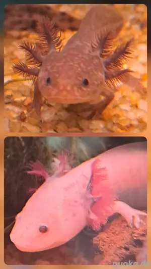 2 Axolotl suchen neues Zuhause 