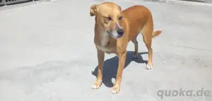 Hundedame LUFFY    sucht ein gemütliches Plätzchen