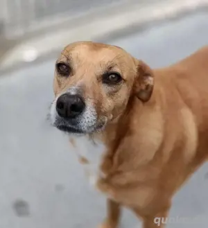 Hundedame LUFFY    sucht ein gemütliches Plätzchen Bild 5