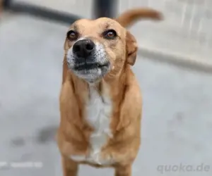 Hundedame LUFFY    sucht ein gemütliches Plätzchen Bild 8