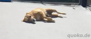 Hundedame LUFFY    sucht ein gemütliches Plätzchen Bild 6