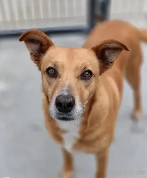 Hundedame LUFFY    sucht ein gemütliches Plätzchen Bild 2