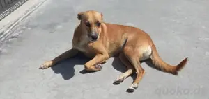 Hundedame LUFFY    sucht ein gemütliches Plätzchen Bild 7