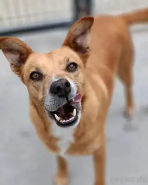 Hundedame LUFFY    sucht ein gemütliches Plätzchen