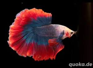 Kampffisch Betta Splendens 