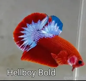 Kampffisch Betta Splendens 