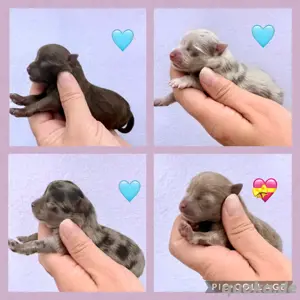 Wunderschöne bunte Pomeranianwelpen 