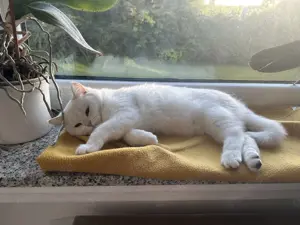 Tolle Bkh Katze 