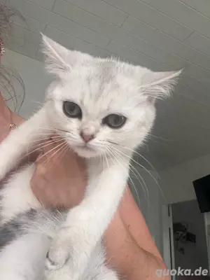 süßes BKH Kitten sofort abgabereit