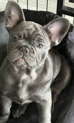 2 Hündinnen Französisch Bulldoggen Welpe 