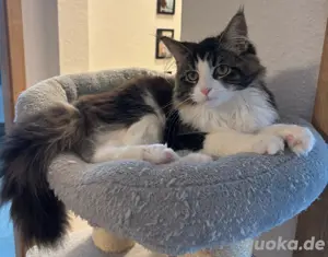 maine coon kater 