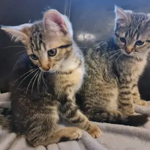 Kleine Katzen Katzenbaby 