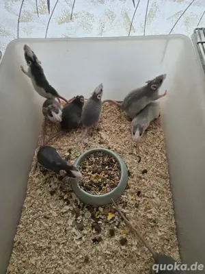 Ratten Babys abzugeben 