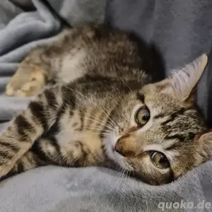 Kleine Katzen Katzenbaby 