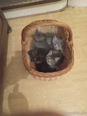 Junge Kätzchen BKH Sibirier Mix 